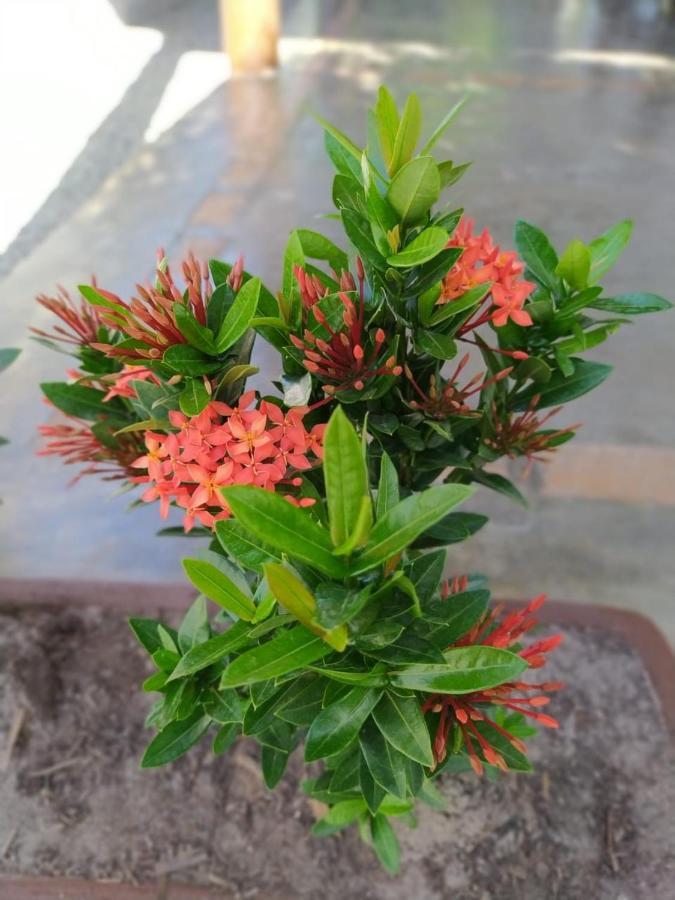Recanto Do Meu Bem Jijoca de Jericoacoara Exteriér fotografie